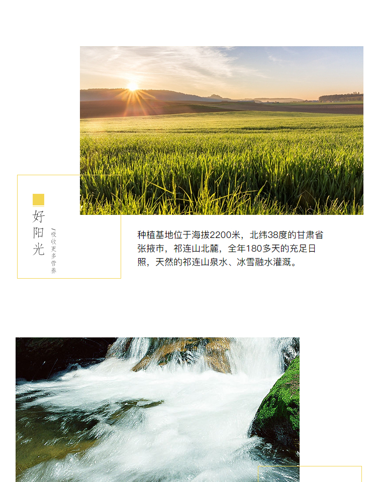 金花寨黑小米-详情2